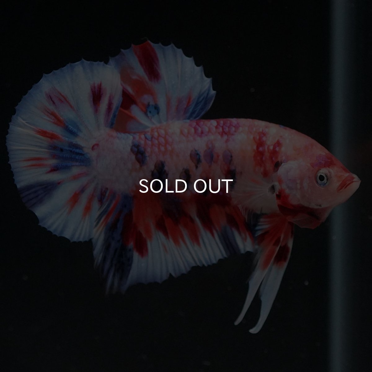 画像6: HMPK　キャンディ (6)