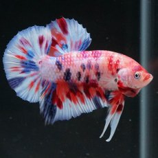 画像6: HMPK　キャンディ (6)
