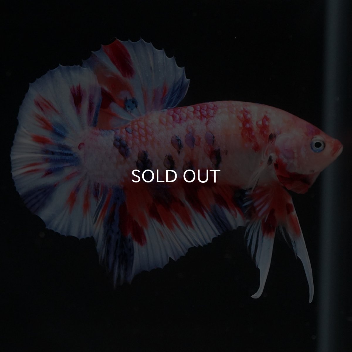 画像2: HMPK　キャンディ (2)