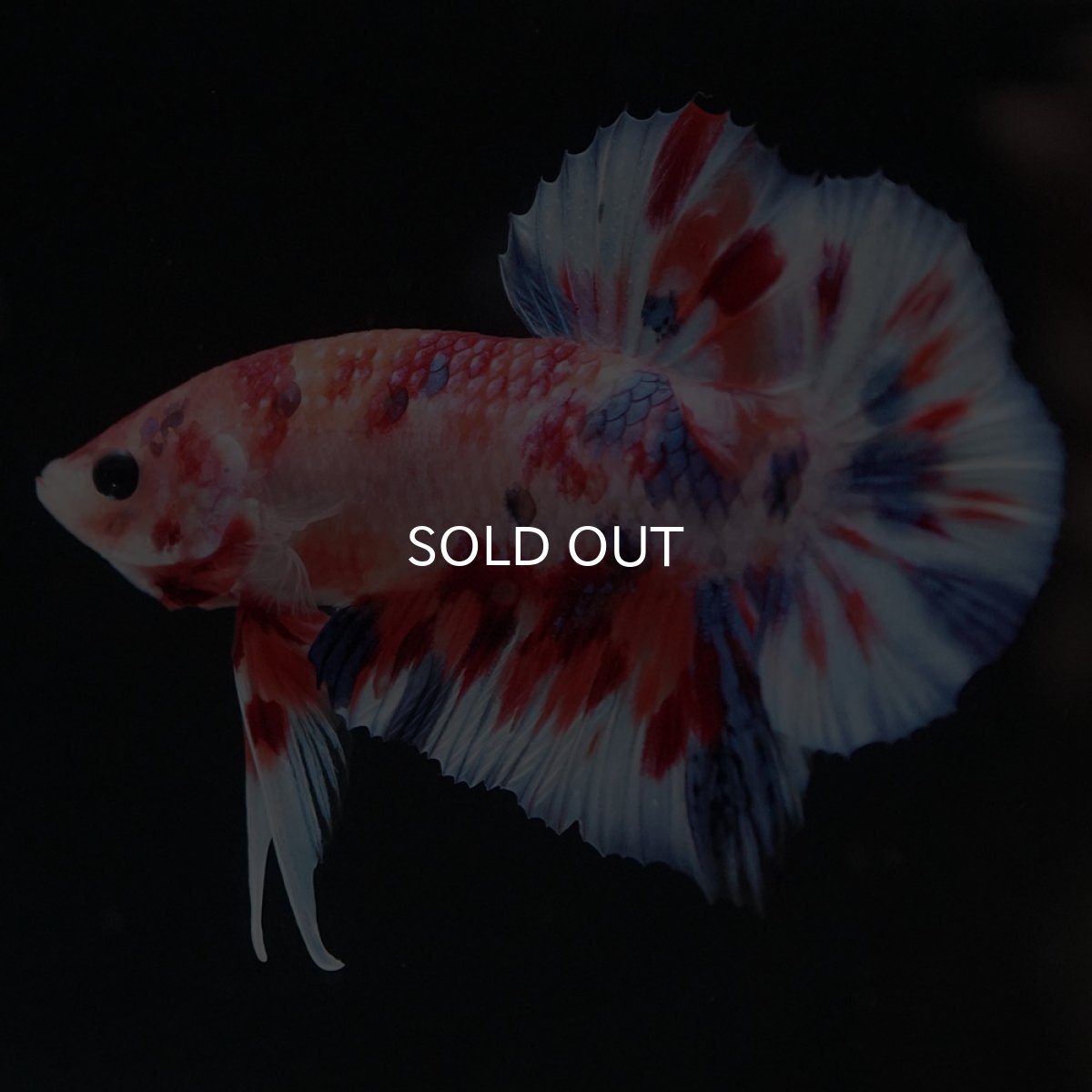 画像7: HMPK　キャンディ (7)