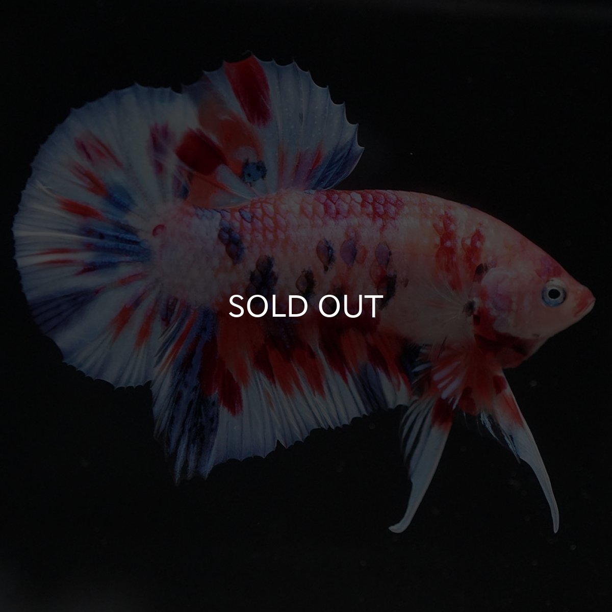 画像4: HMPK　キャンディ (4)