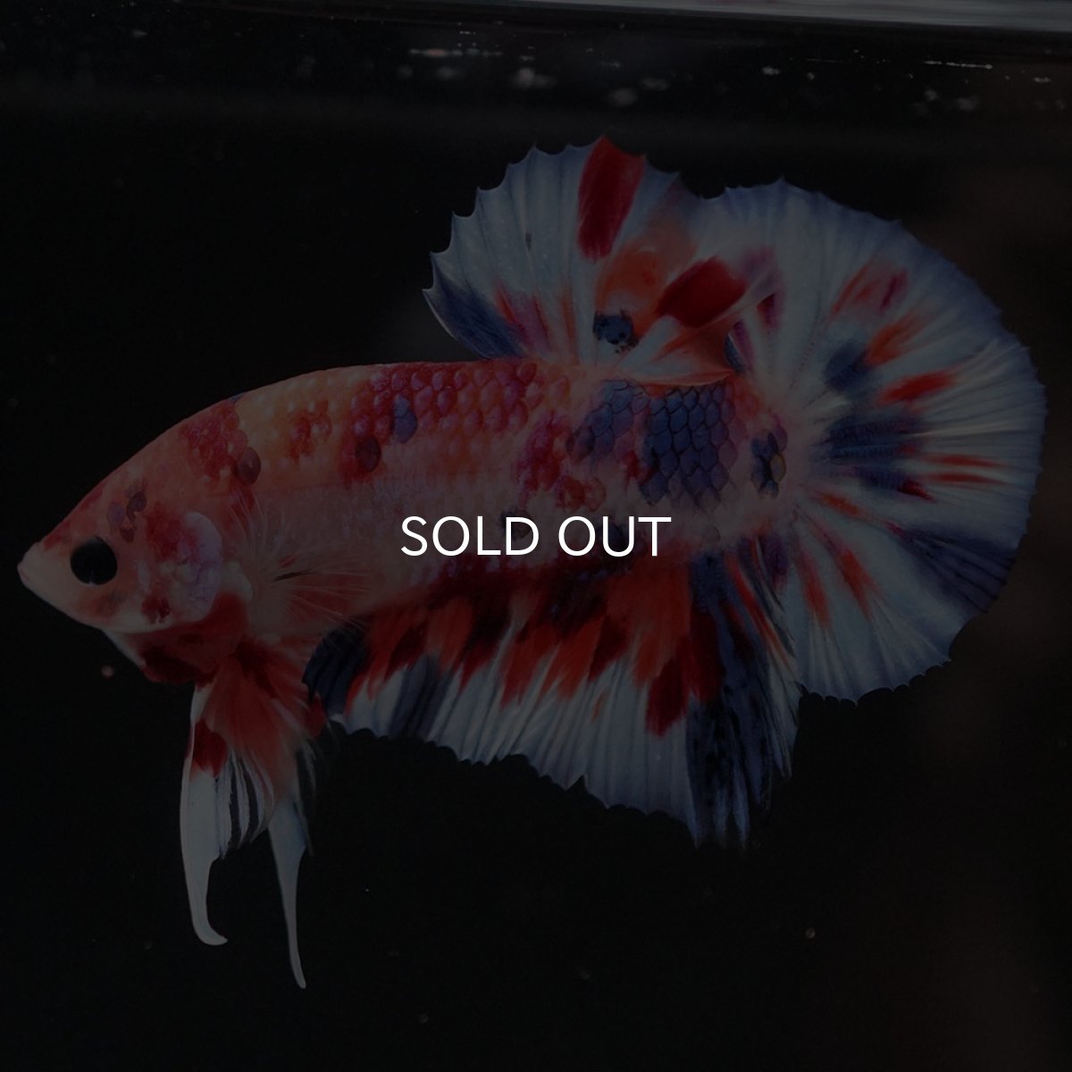 画像5: HMPK　キャンディ (5)