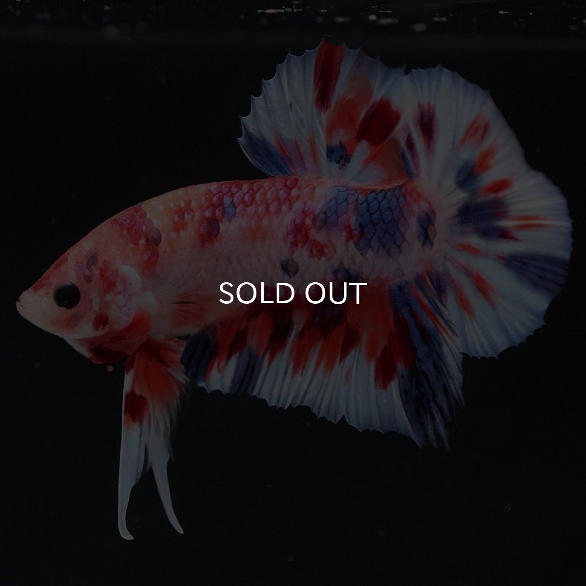 画像3: HMPK　キャンディ (3)