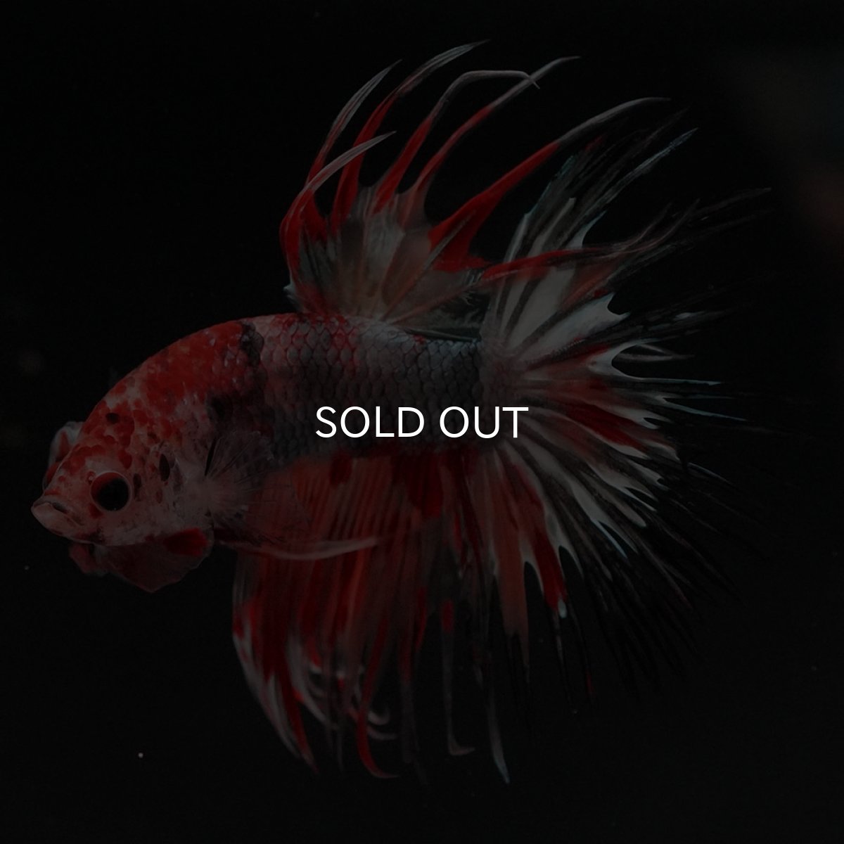 画像5: CT　キャンデイカッパー (5)