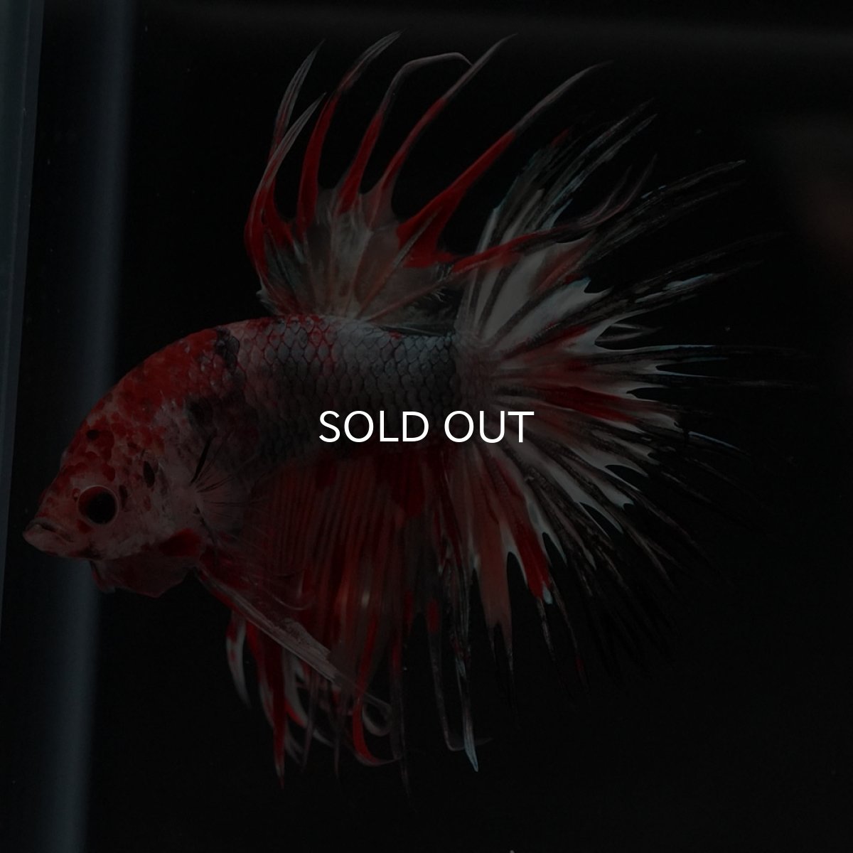 画像3: CT　キャンデイカッパー (3)