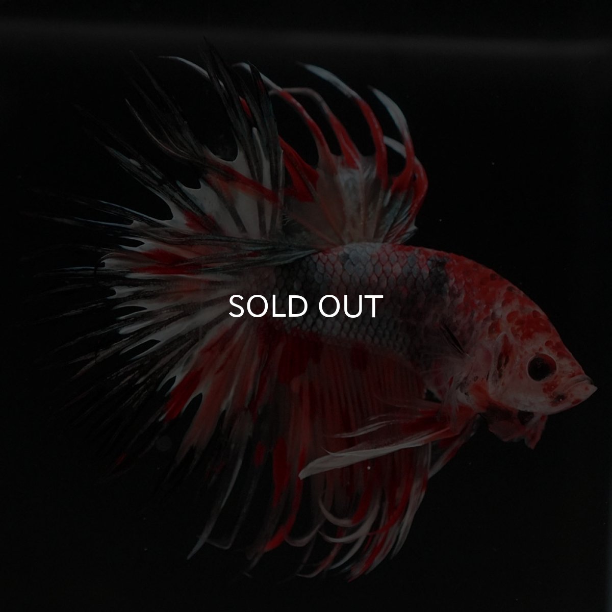 画像6: CT　キャンデイカッパー (6)