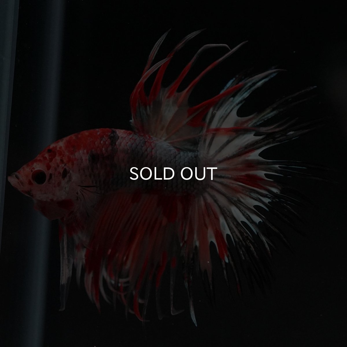 画像2: CT　キャンデイカッパー (2)