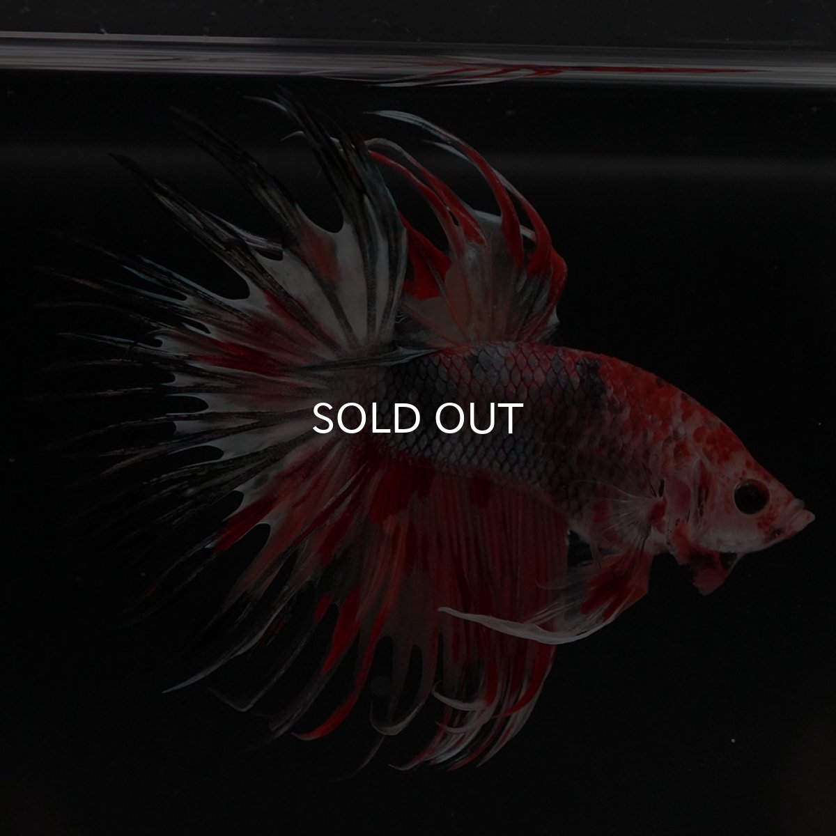 画像4: CT　キャンデイカッパー (4)