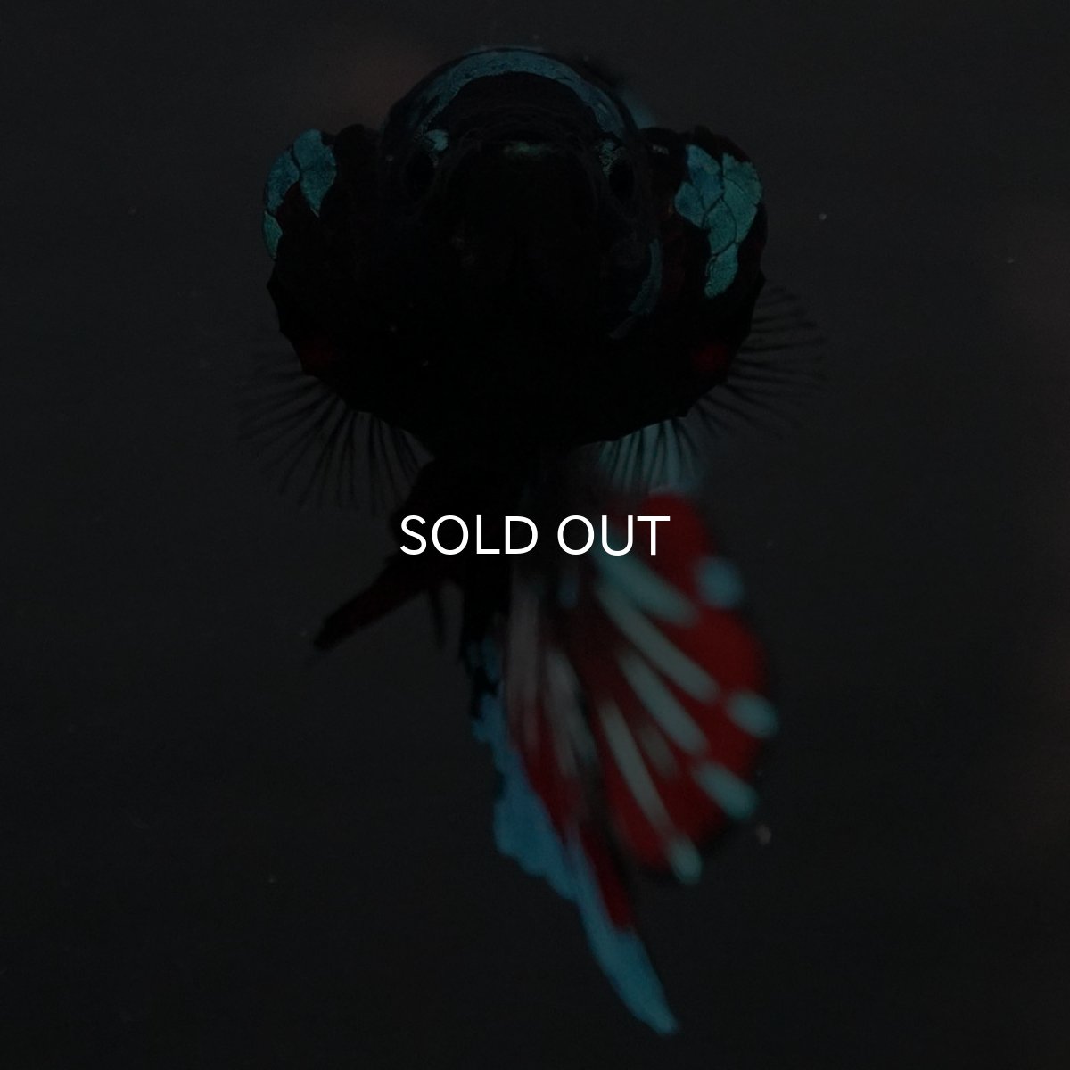 画像3: GHMPK ブラックスター (3)