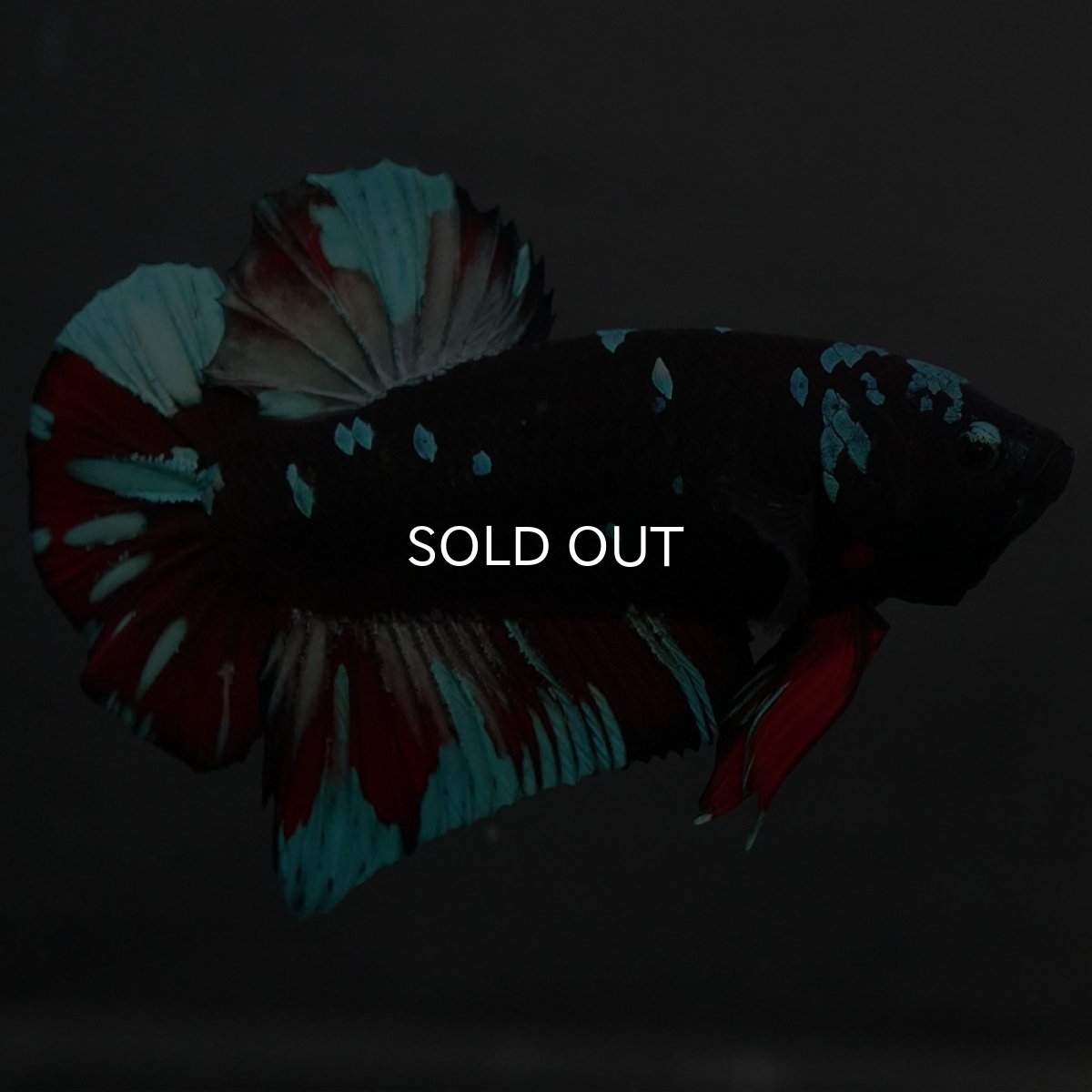 画像4: GHMPK ブラックスター (4)