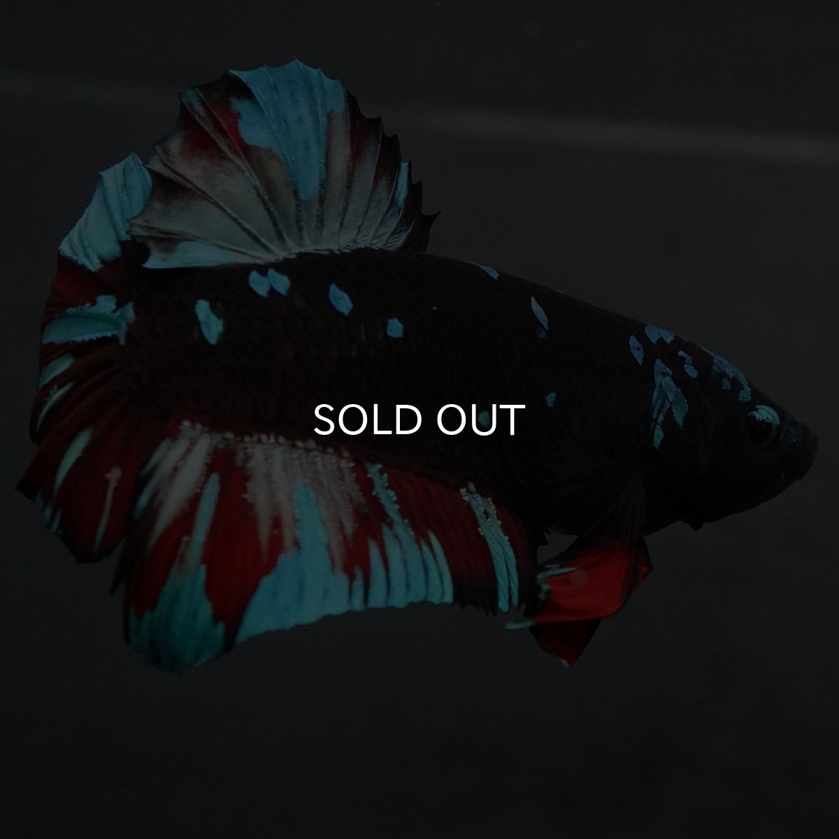 画像9: GHMPK ブラックスター (9)