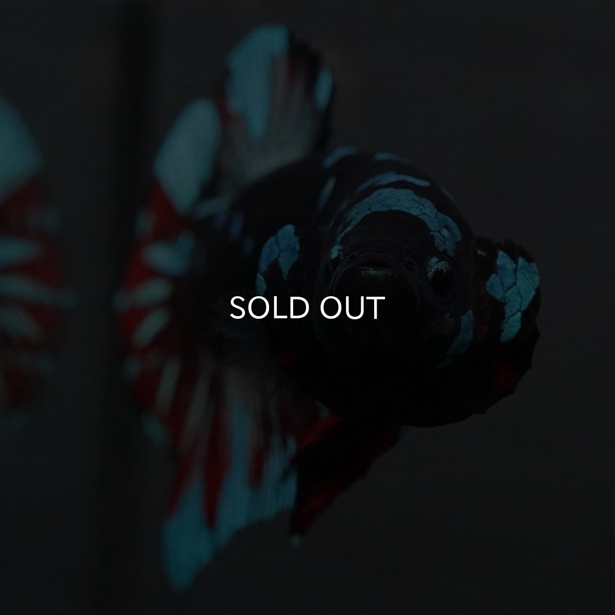 画像8: GHMPK ブラックスター (8)