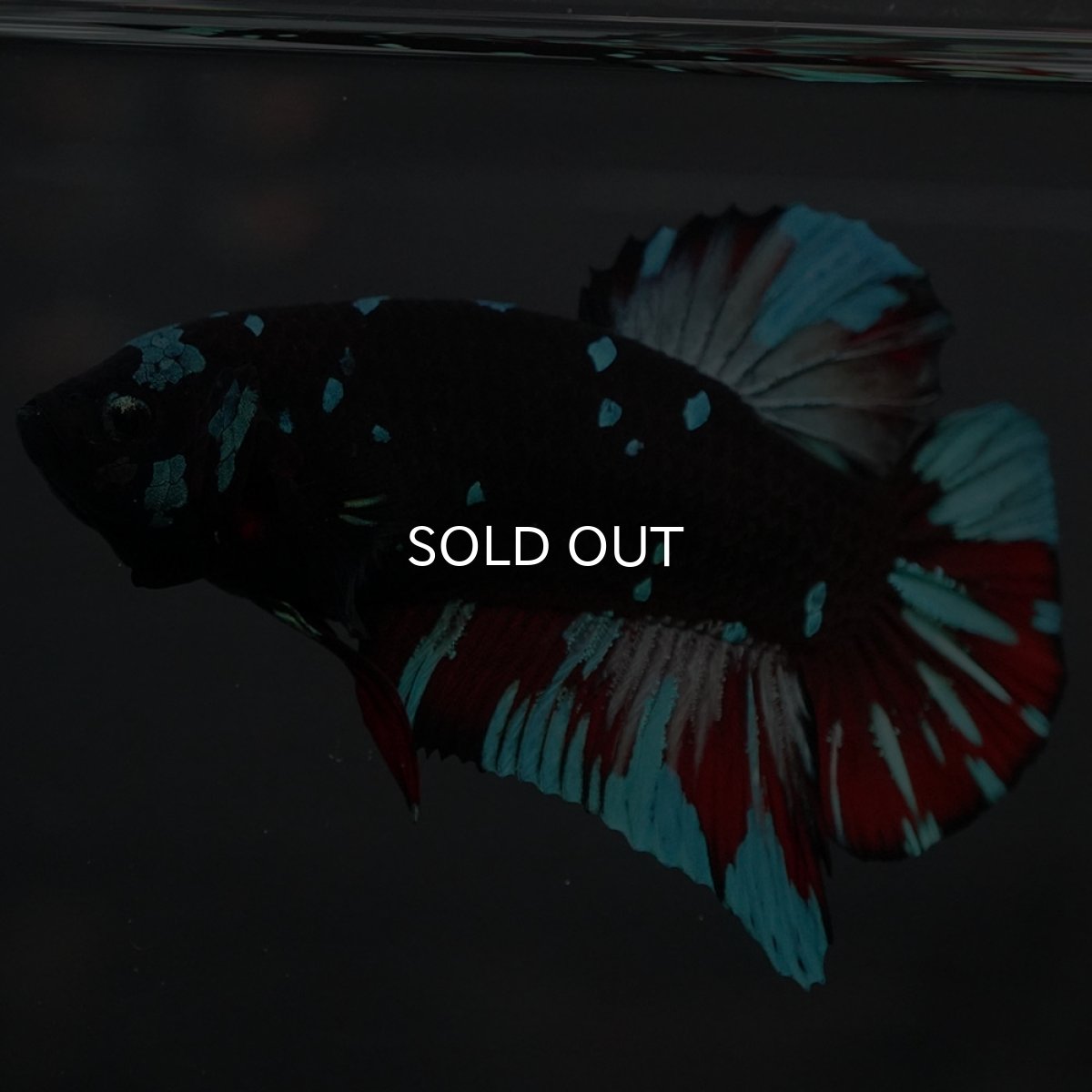 画像7: GHMPK ブラックスター (7)