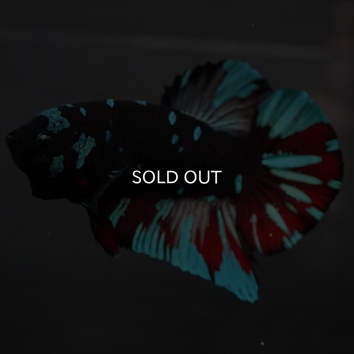 画像2: GHMPK ブラックスター (2)