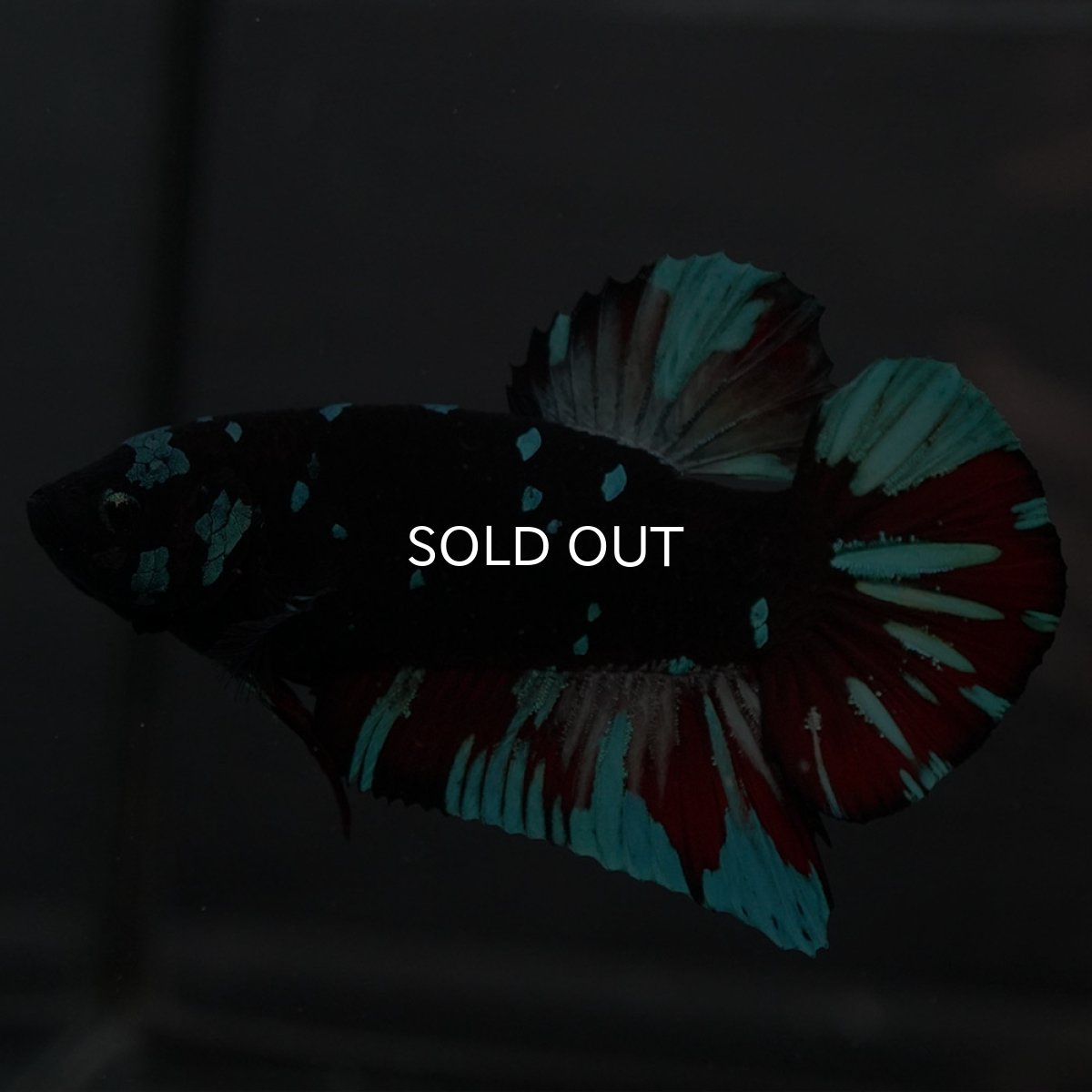 画像5: GHMPK ブラックスター (5)