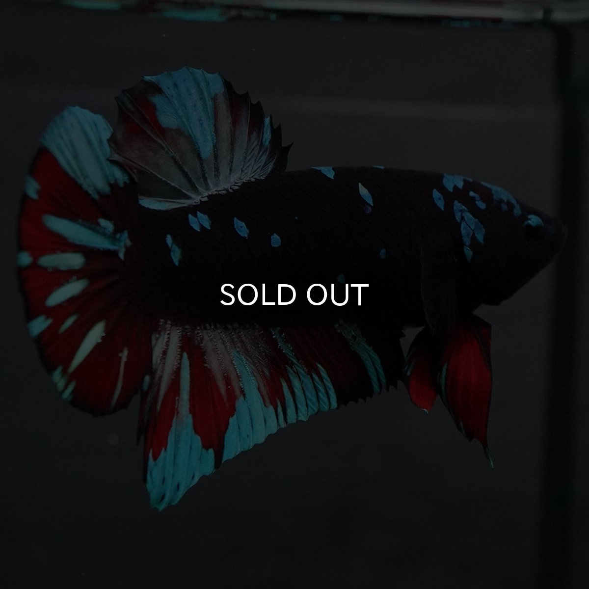 画像6: GHMPK ブラックスター (6)