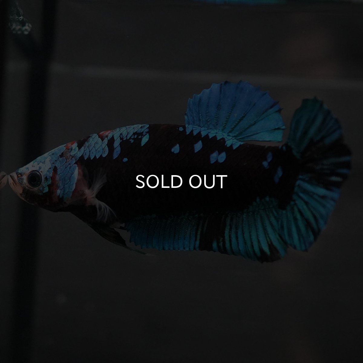 画像8: GHMPK　ブラックスター　メス (8)