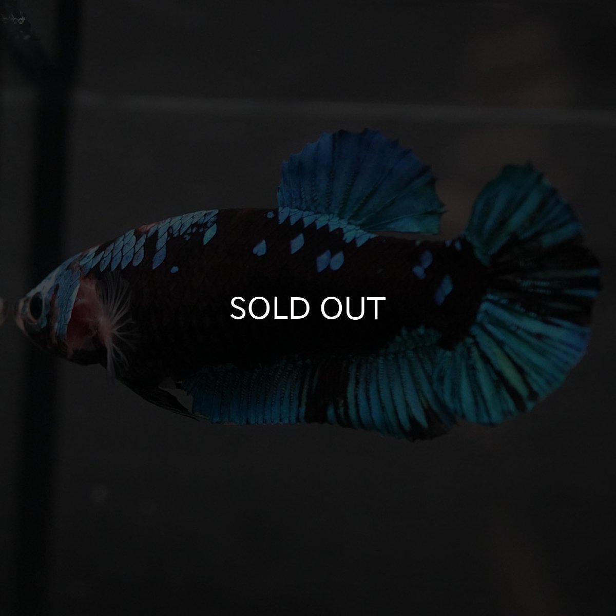 画像6: GHMPK　ブラックスター　メス (6)