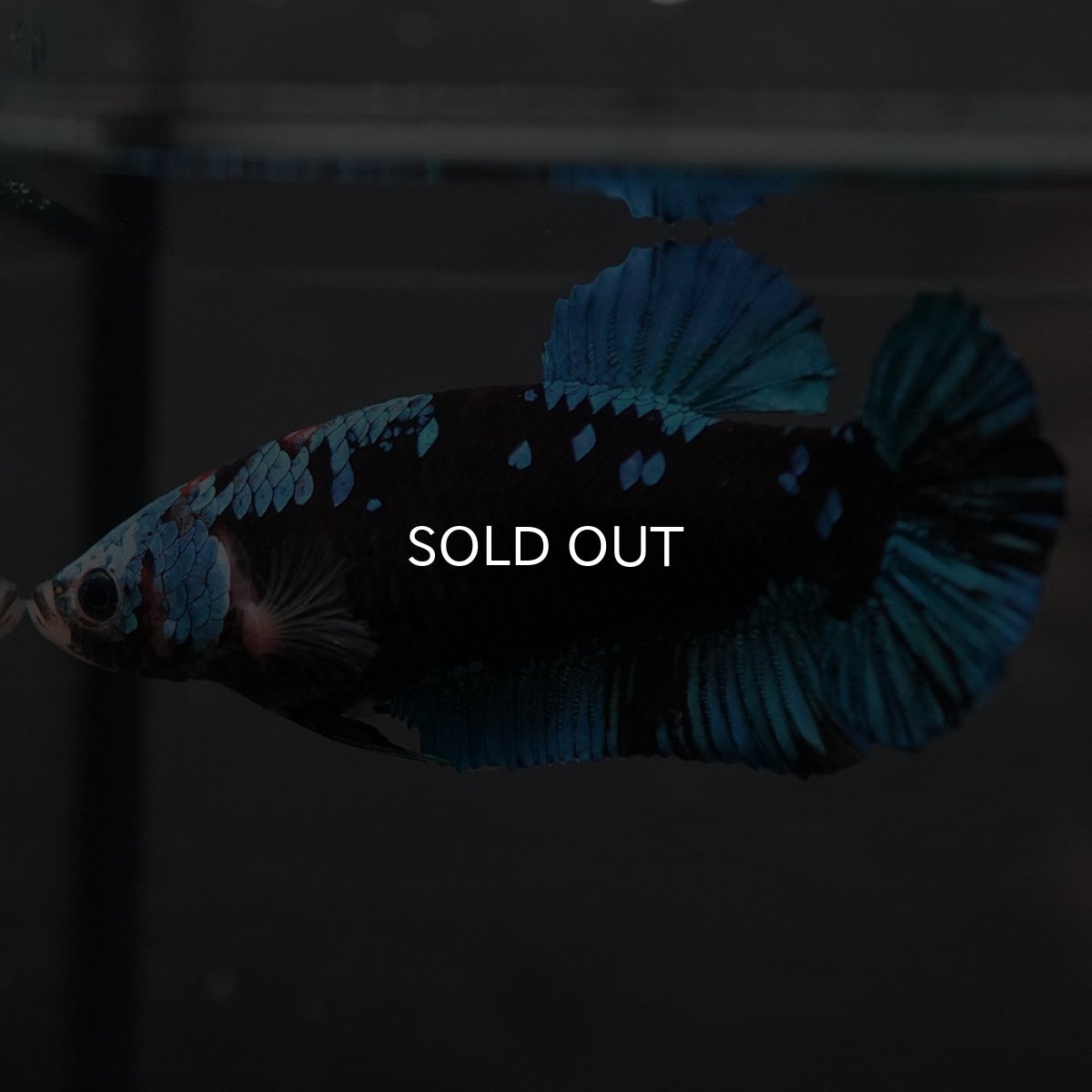 画像2: GHMPK　ブラックスター　メス (2)