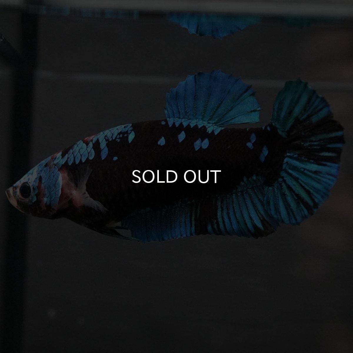 画像4: GHMPK　ブラックスター　メス (4)