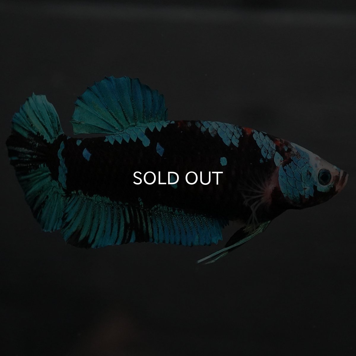 画像7: GHMPK　ブラックスター　メス (7)