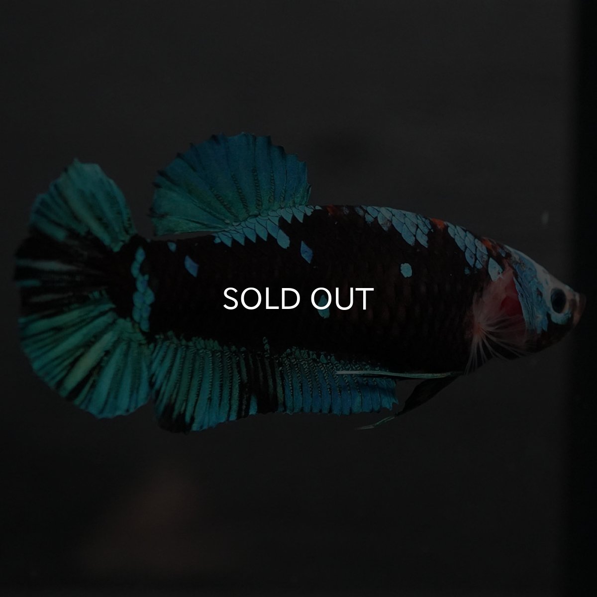 画像5: GHMPK　ブラックスター　メス (5)