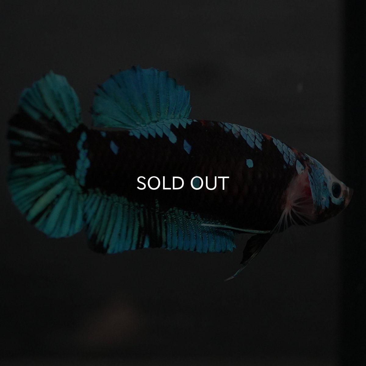 画像3: GHMPK　ブラックスター　メス (3)