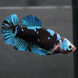 ショーベタ専門店 よこはま金魚GHMPK ブラックスター メスa9149
