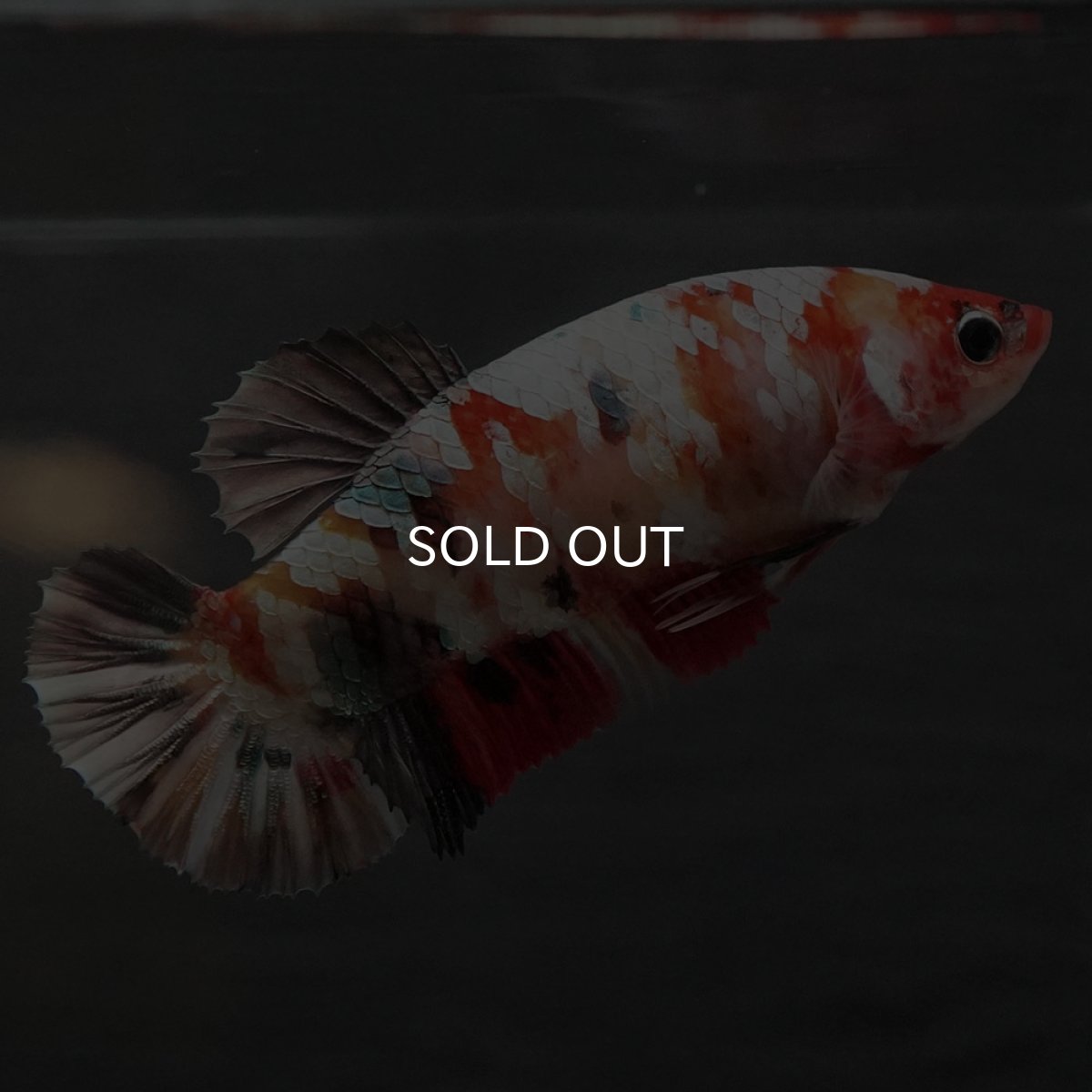 画像3: GHMPK　キャンディカッパー　メス (3)