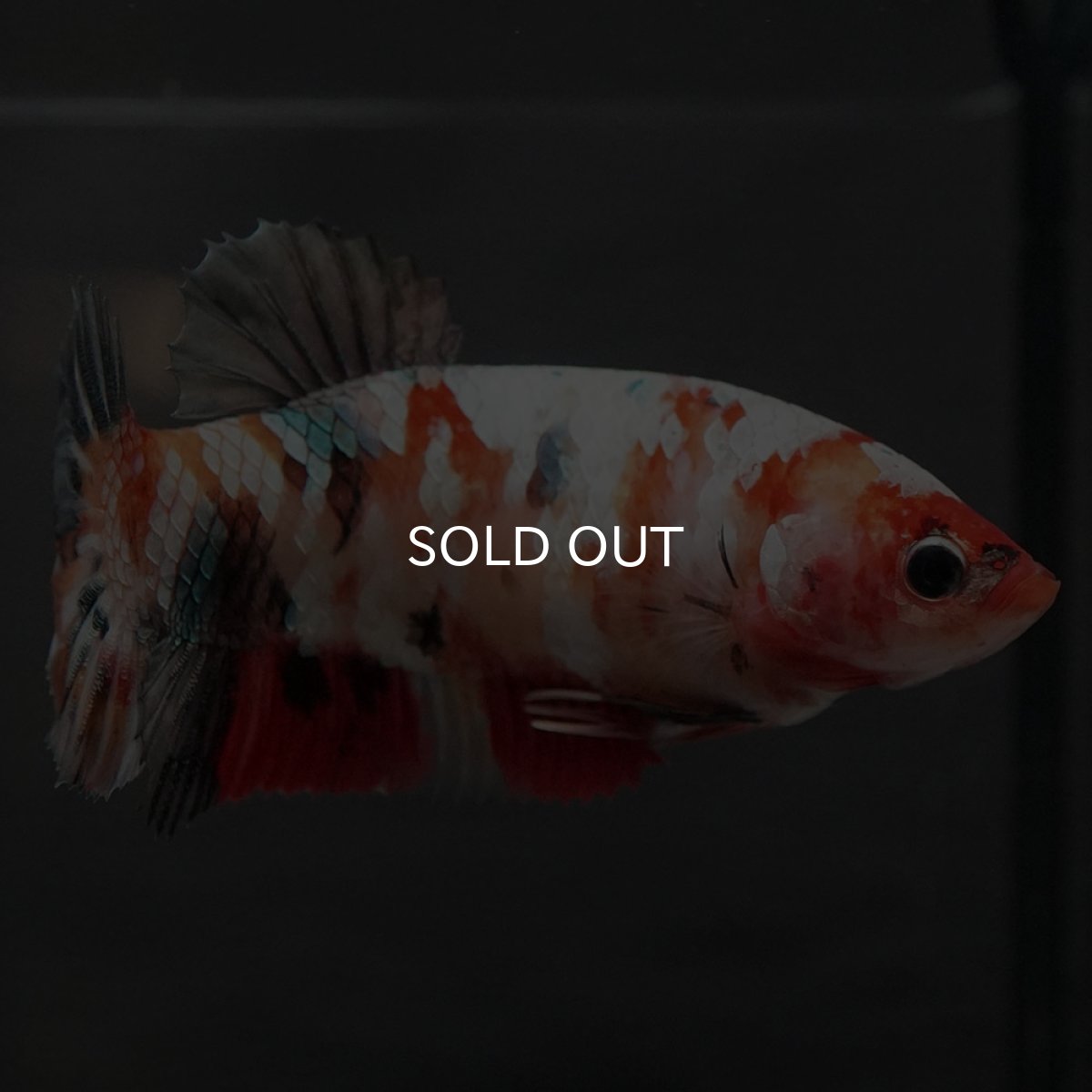 画像5: GHMPK　キャンディカッパー　メス (5)