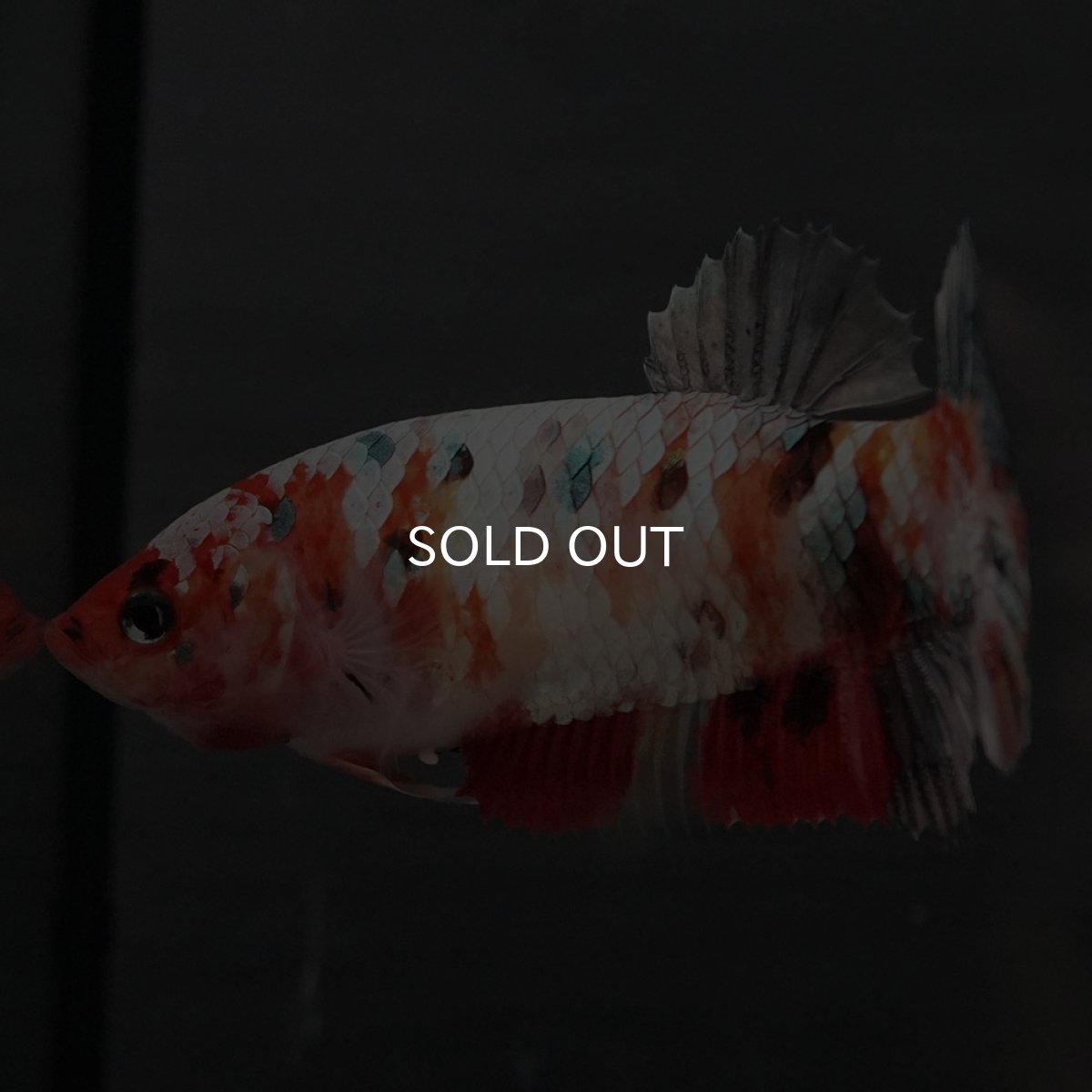 画像6: GHMPK　キャンディカッパー　メス (6)