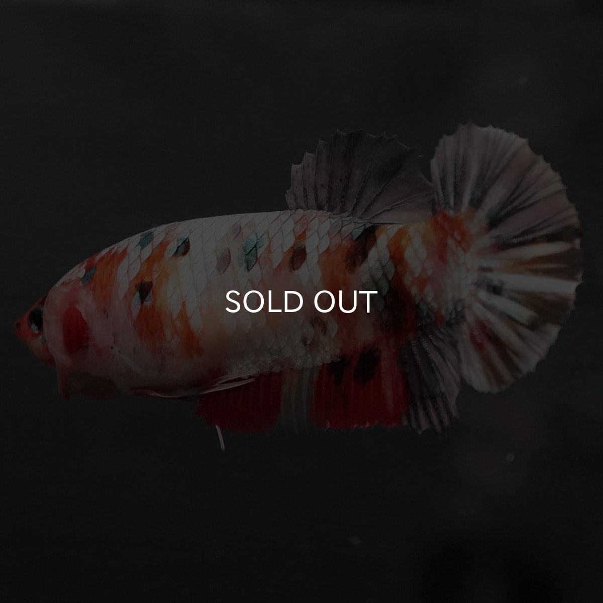 画像4: GHMPK　キャンディカッパー　メス (4)