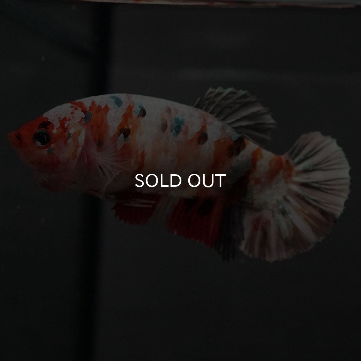 画像2: GHMPK　キャンディカッパー　メス (2)