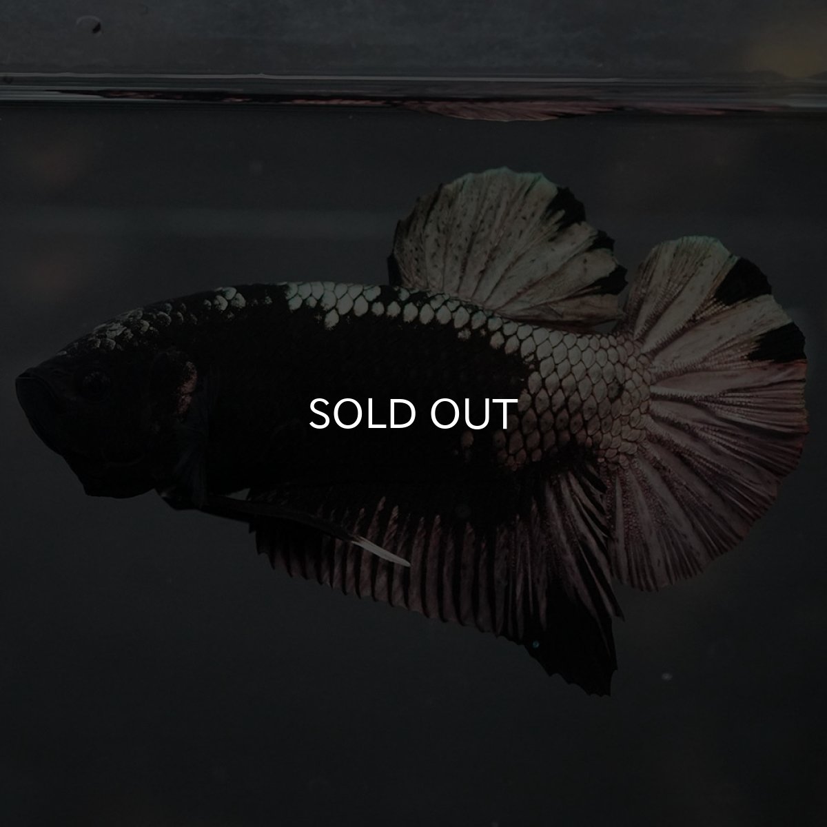 画像2: GHMPK ブラックカッパー (2)