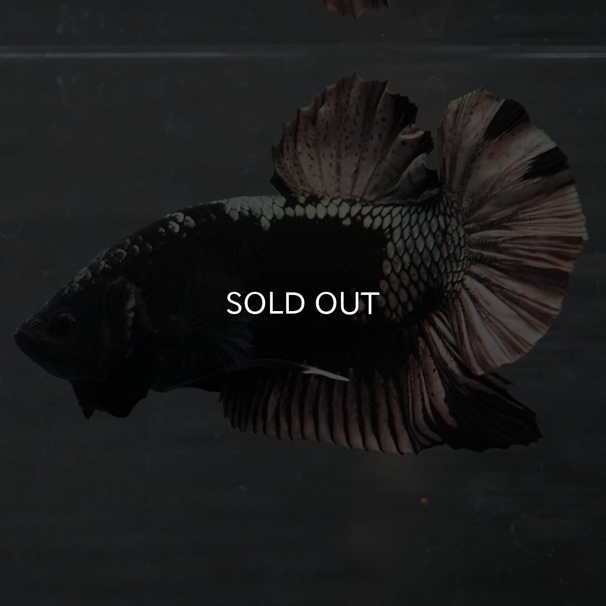 画像4: GHMPK ブラックカッパー (4)