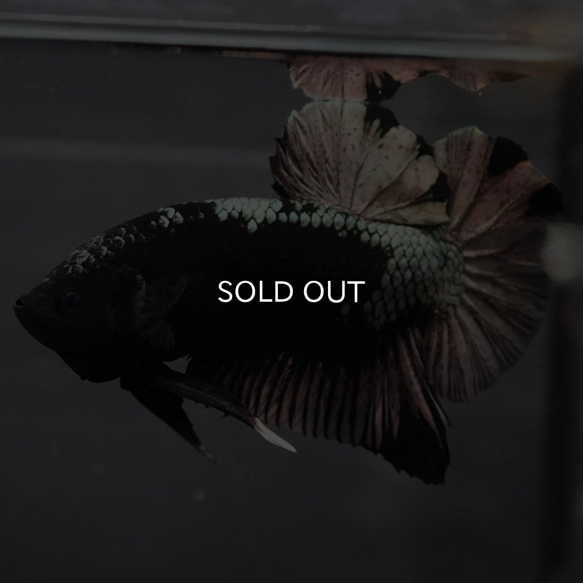 画像11: GHMPK ブラックカッパー (11)