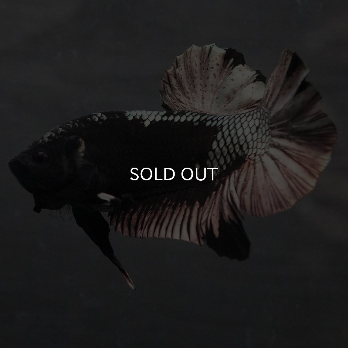 画像10: GHMPK ブラックカッパー (10)