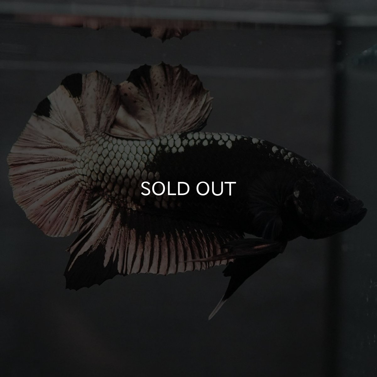 画像3: GHMPK ブラックカッパー (3)