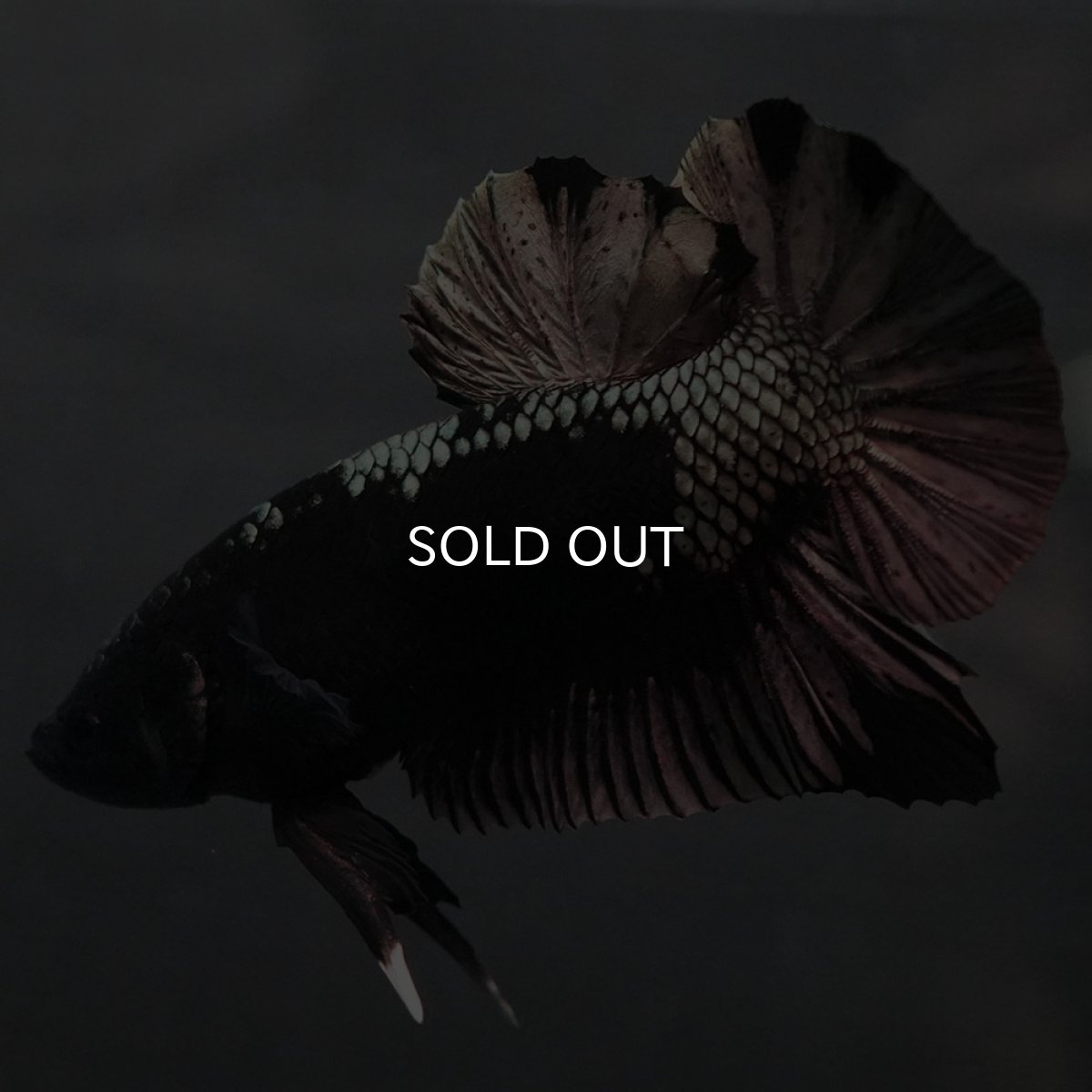 画像9: GHMPK ブラックカッパー (9)