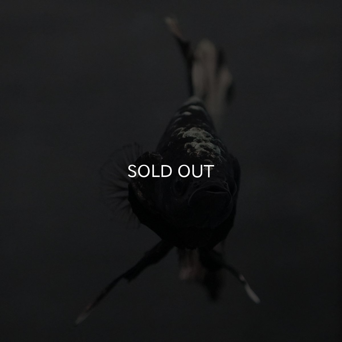 画像7: GHMPK ブラックカッパー (7)