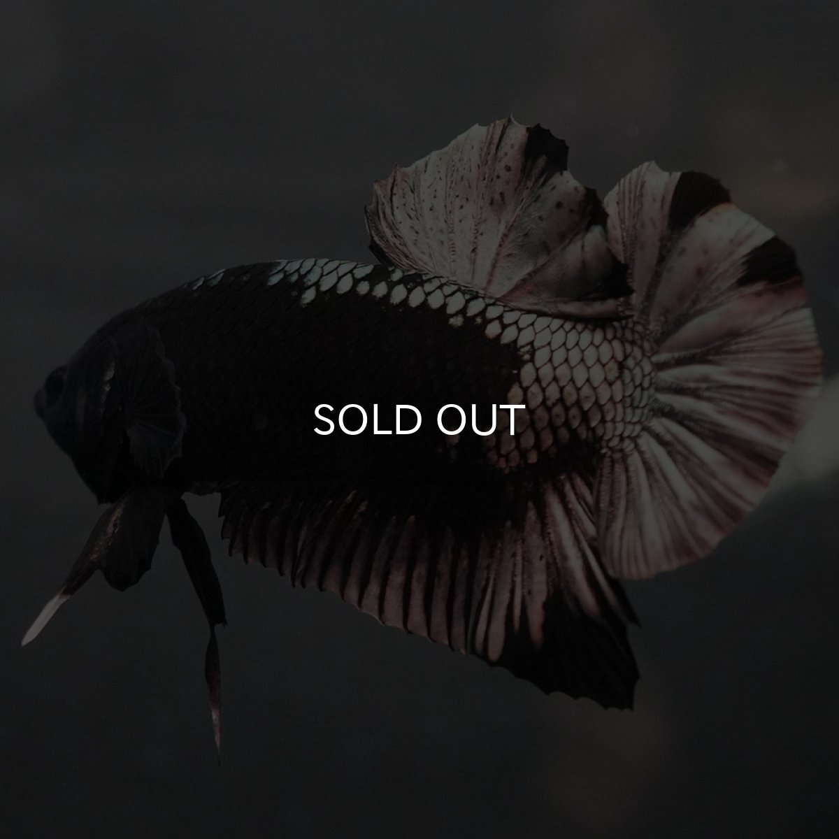 画像8: GHMPK ブラックカッパー (8)