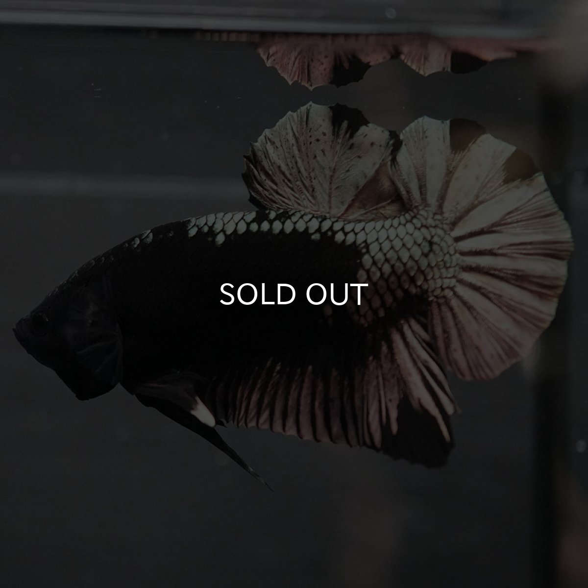 画像6: GHMPK ブラックカッパー (6)