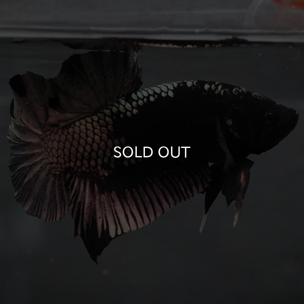 画像5: GHMPK ブラックカッパー (5)