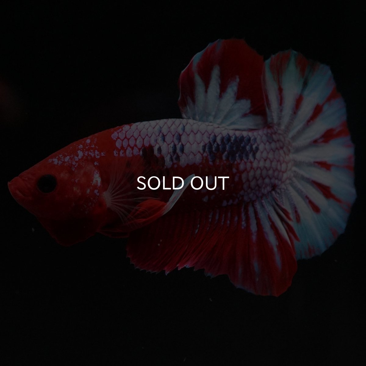 画像3: HMPK ヘルボーイ (3)