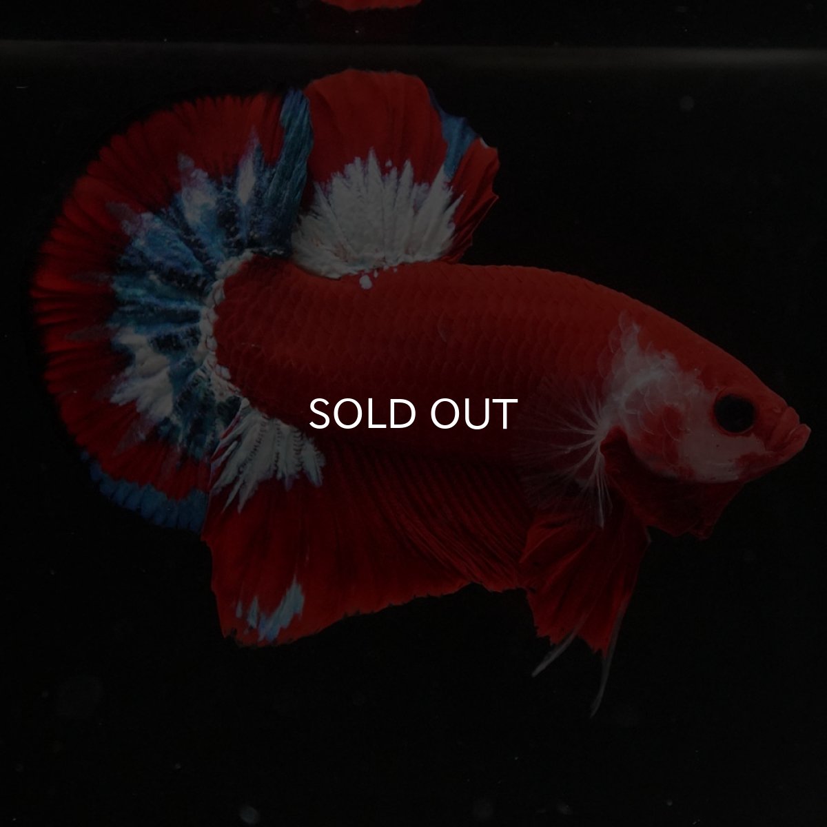 画像4: HMPK　ヘルボーイ (4)