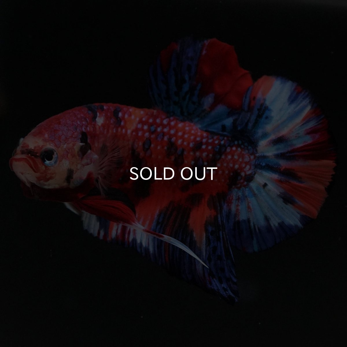 画像6: HMPK　キャンディ (6)