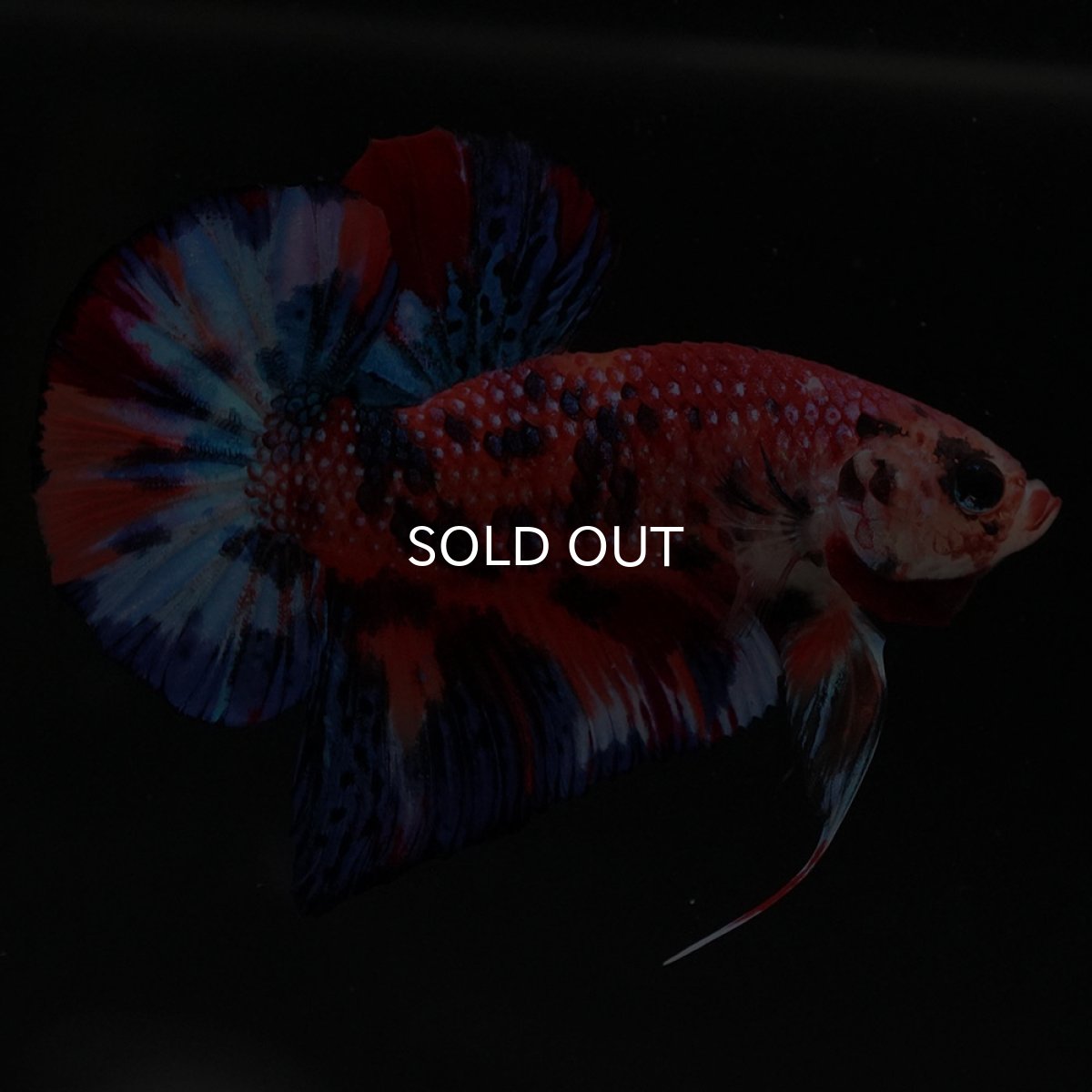 画像2: HMPK　キャンディ (2)