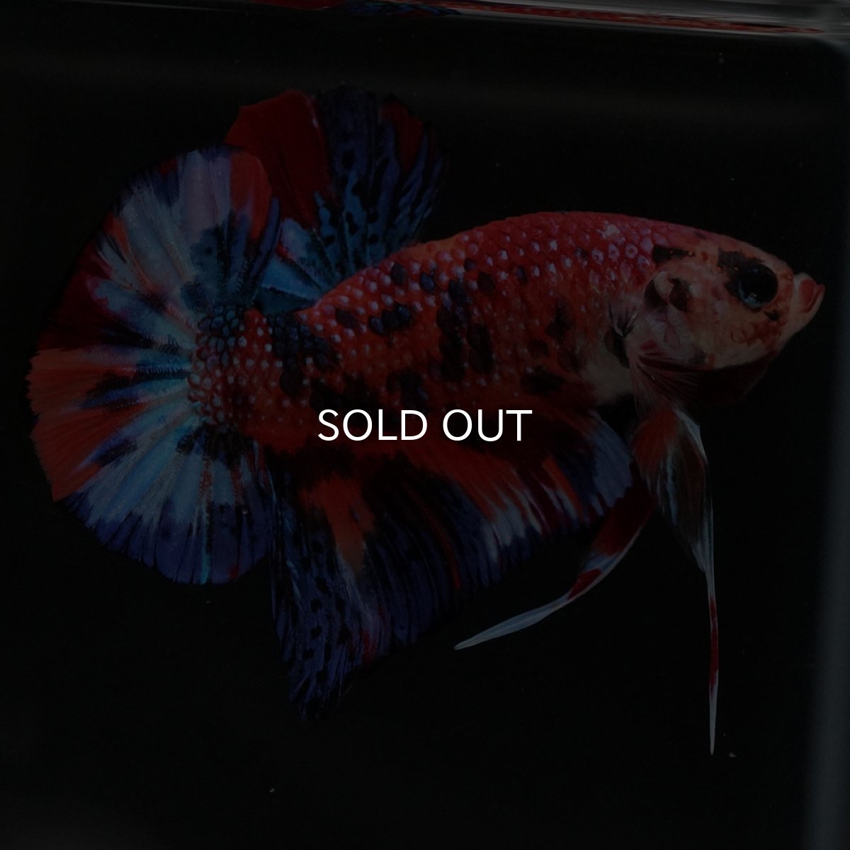 画像9: HMPK　キャンディ (9)