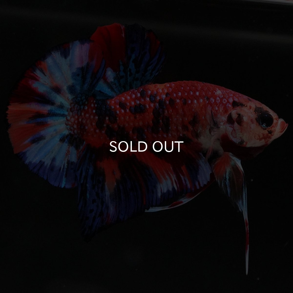 画像5: HMPK　キャンディ (5)