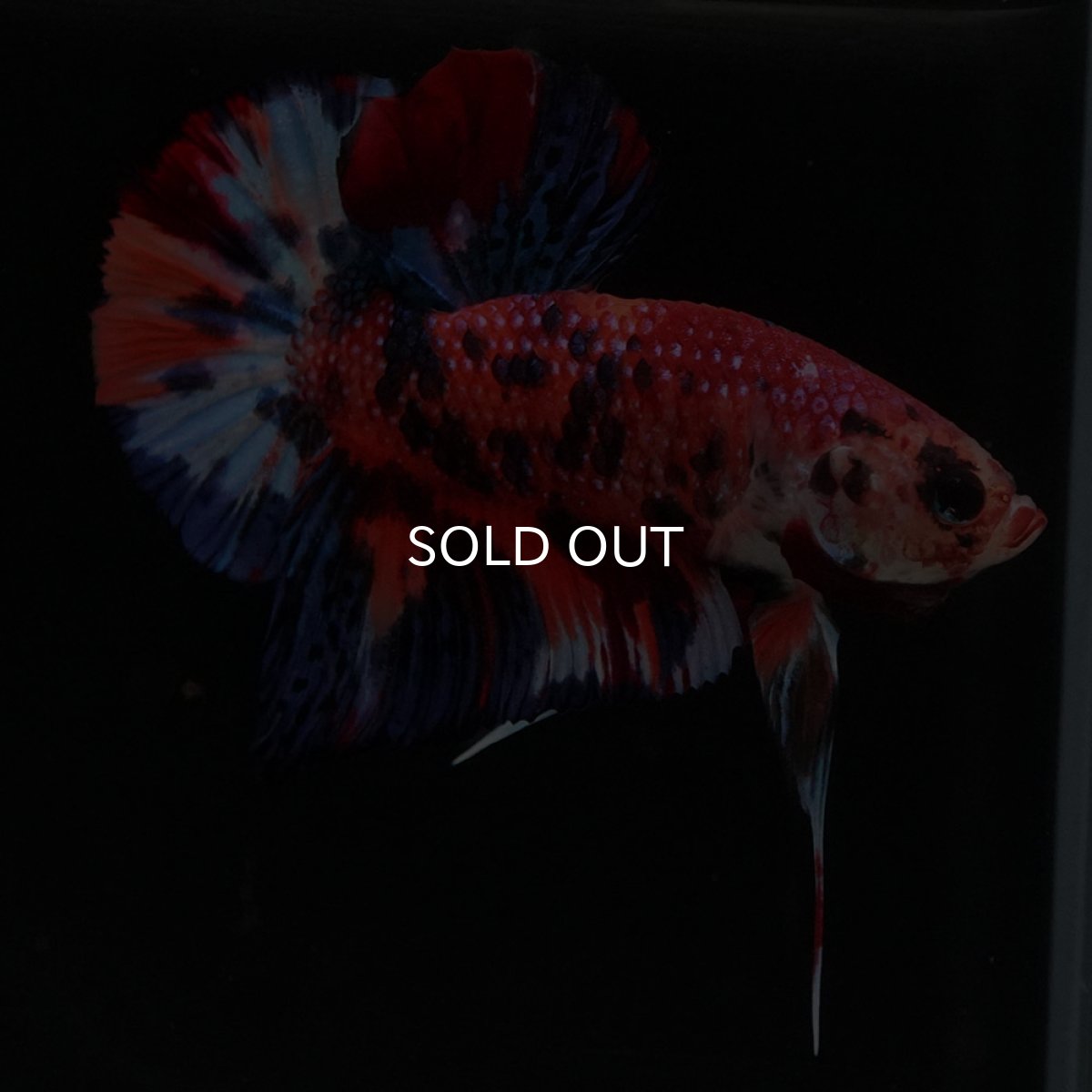 画像7: HMPK　キャンディ (7)